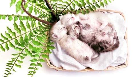 Three kittens sleep side by side with their paws up. Video stock 171356966
