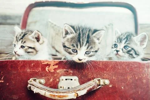 Three kittens in suitcase Stock Photos