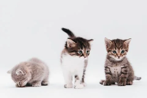 Three kittens on a white background. Stock Photos