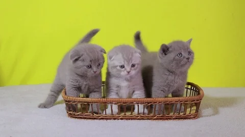 Three kittens in a wicker basket . grey lop-eared Scot Stock Footage 105231624