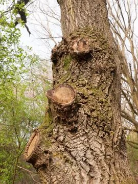 Three Knobs on Brown Tree Bark Macro of High Detail and Nice Clarity Fotos de archivo
