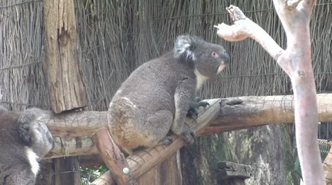 Three Koalas in a tree Stock Footage 8654668