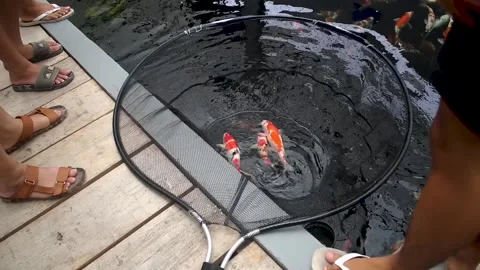 Three koi fish, Cyprinus carpio Stock Footage 258808483