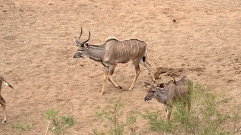 Three kudus join kudu herd at a waterhole Stock Footage 245415170