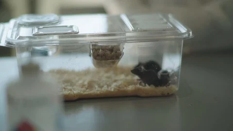Three laboratory mice in a plastic container Stock Footage 104245916