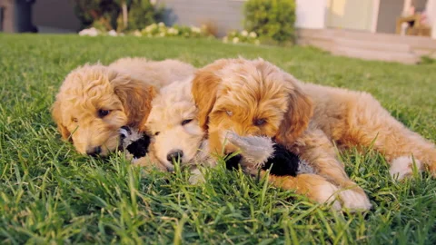 Three Labradoodle puppies lay side by side in the sun, chewing on stuffed animal 스톡 동영상 204047471