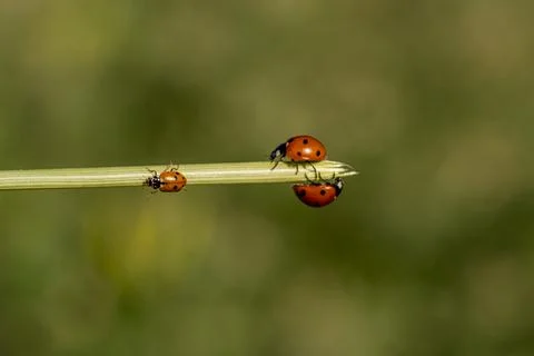 Three ladybugs are on a leaf Stock-Fotos