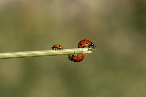 Three ladybugs are on a stem Stock-Fotos