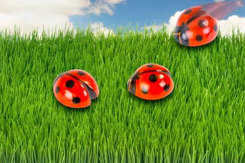 Three ladybugs. Stock Photos