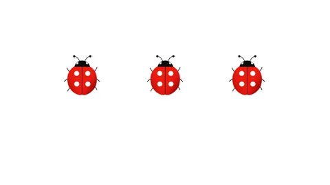 Three ladybugs walk in a row. Stock Footage 311841845