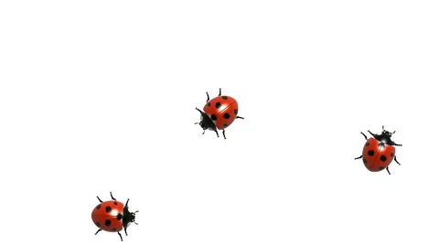Three ladybugs on white, alpha matte, CG, seamless loop Stock Footage 65000420