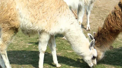Three lamas grazing Video stock 23002825