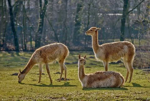 Three lamas on pasture Stock Photos
