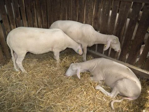 Three lambkins Stock Photos