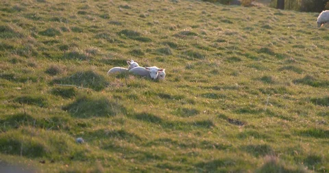 Three Lambs in field Stock Footage 129752154