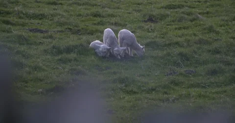 Three Lambs Stock Footage 129762120