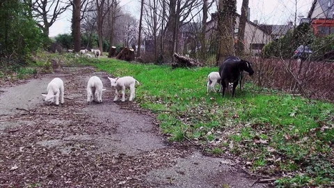 Three lambs on the forest trail Stock Footage 105561358