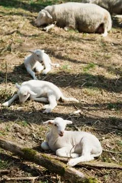 Three lambs lying on grass on bio farm. Sheep in background Stock-Fotos