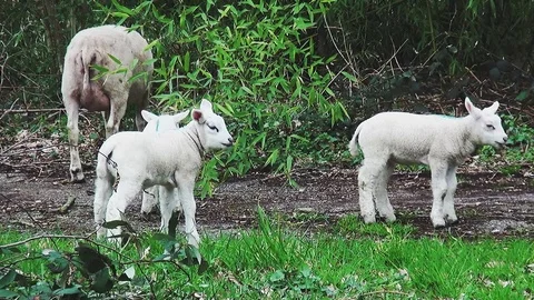 Three lambs with mother Stock Footage 105561298