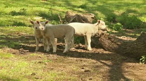Three lambs by an old tree trunk Stock Footage 50014627