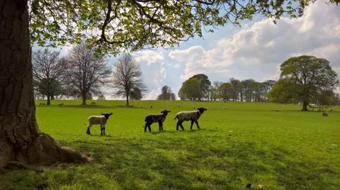Three lambs Stock Photos