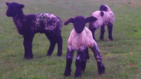 Three lambs standing in a field 動画素材 48868278