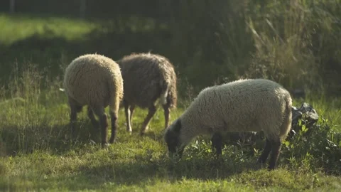 Three lambs walking in a farm meadow. Stock Footage 247523519
