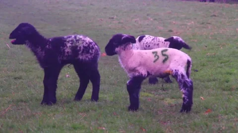 Three lambs wander round a farm Stock Footage 48868268