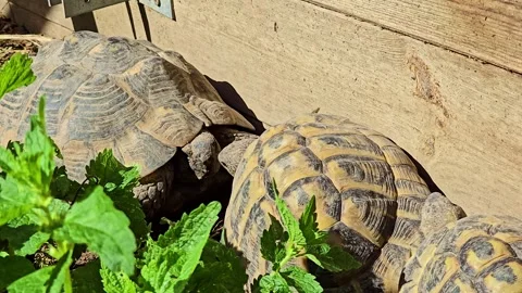 Three land tortoises interacting in grass Stock Footage 325718289
