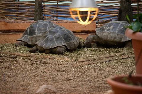 Three land Turtles are basking under a lamp in the zoo. Stock Photos