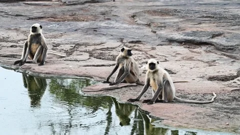 Three langur monkeys sitting together near the water in Panna national park Stock Footage 311575520