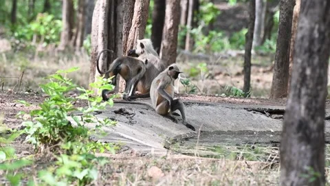 Three langurs behaving comically in Pench national park Stock-Footage 277935848
