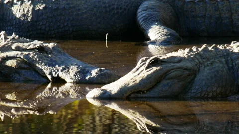 Three large alligators basking in the sun Stock Footage 132611203