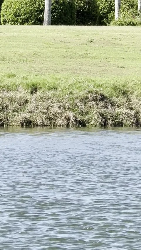 Three large American alligators distributed across grassy Shoreline Bank. Видео 345284385