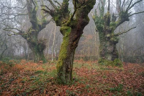 Three large ancient oak trees in an ancient native Atlantic forest Stock Photos