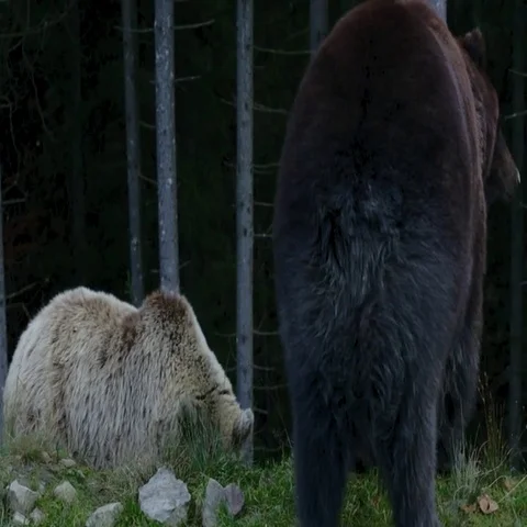 Three large bear walking in the woods Stock Footage 69425059