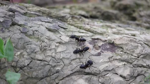 Three large black carpenter ants on tree bark. Stock Footage 317867777