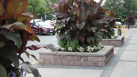 Three large canna plants rounded in individual islands surrounded by interlock Stock Footage 249754325