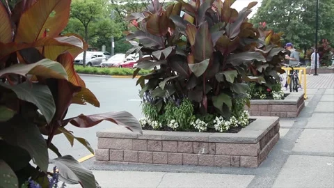 Three large canna plants rounded in individual islands surrounded by interlock Stock Footage 249754338