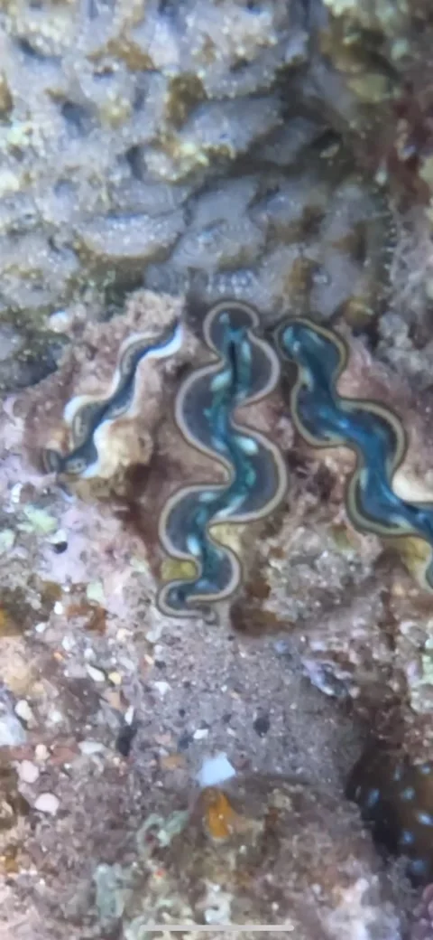 Three Large Clam shells Next to Each Other &amp; Active Like a Symphony  스톡 동영상 272697981
