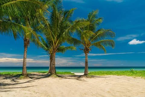 Three large coconut palms on a white sandy beach. Summer vacation and nature Stock Photos