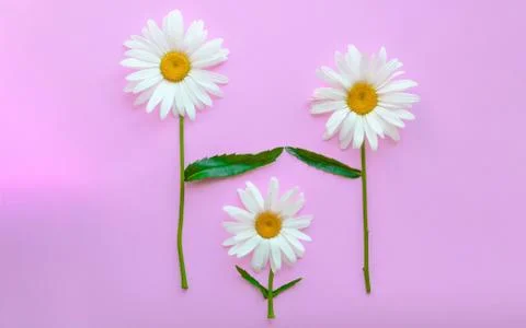 Three large daisies on a pink background. Daisies symbolize parents and child 写真素材
