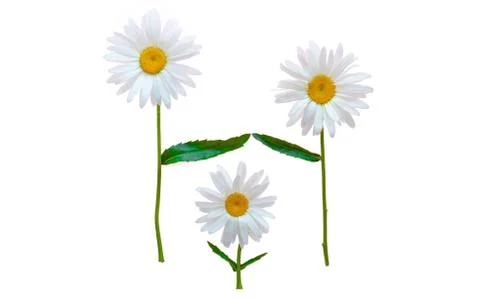 Three large daisies on a white background. Daisies symbolize parents and chil Fotos Stock