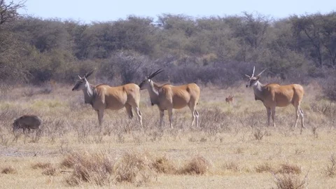 Three large eland antelope standing in short grass on the tree line Stock Footage 81416916
