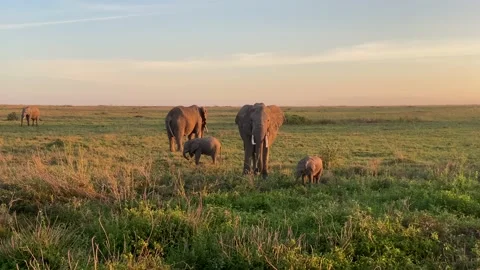 Three large elephants and two baby elephants walk in the early morning 動画素材 170183011