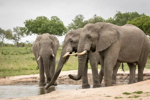 Three large elephants drinking and splashing at waterhole Stock Photos