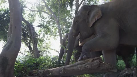 Three Large Elephants in a Row Looking in Same Direction Stock Footage 291185100