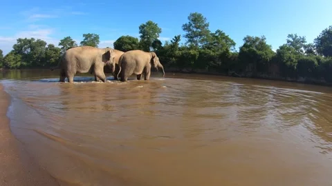 Three large Elephants Walking across a muddy River  Stock Footage 291184843