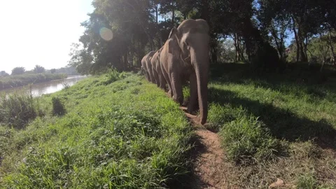 Three Large Elephants Walking along river in jungle towards us  Stock Footage 291185022