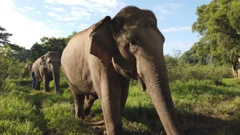 Three Large Elephants Walking Towards Us and Along Side Us Stock Footage 291185126